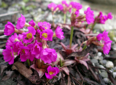 Primula_rosea_2006-04-16.JPG