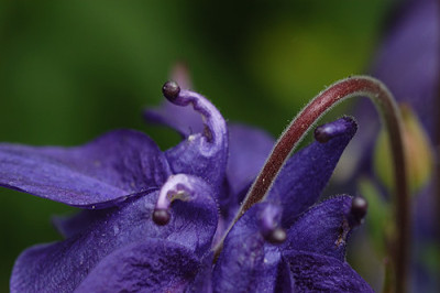 aquilegia_4877.jpg