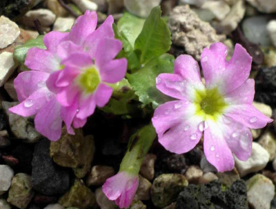 Primula_warshenewskyana_2006-04-15.JPG
