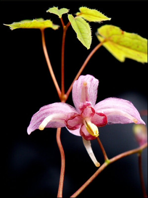 Epimedium_Enchantress.jpg