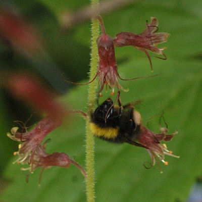 tolmiea_mit_hummel_5065.jpg