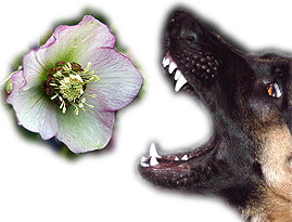 wolfshelleborus.jpg