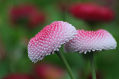 Bellis-April-02.jpg