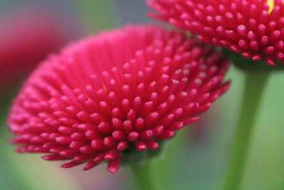 Bellis-April-03.jpg