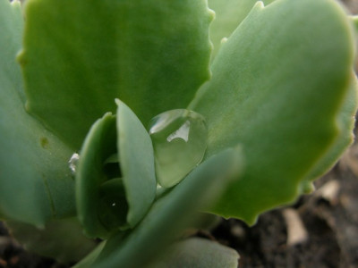 oberflaechenspannung.JPG