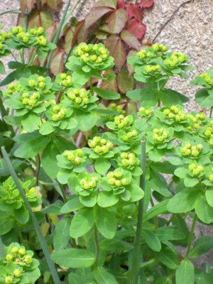 20040522_euphorbia_polychroma.jpg
