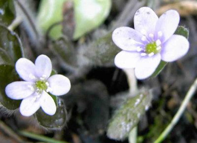 17.4.06.__H.nobilis_var.pubescens_Mosel__008.JPG