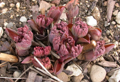 Pfingstrose_R_24458.jpg