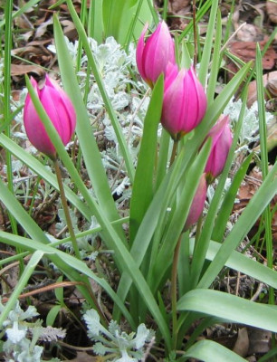 Tulipa_20060417.jpg