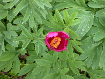 R_95451_1.JPG