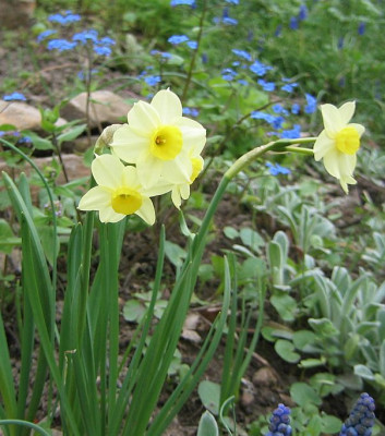 Narzissus_20060417.jpg