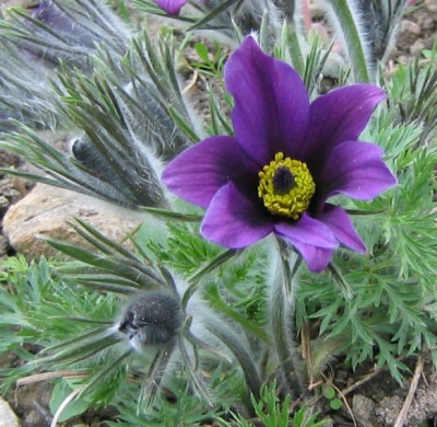 Pulsatilla_vulgaris20060417_02.jpg