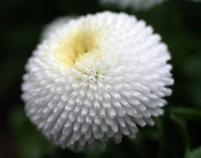 Bellis-wei.jpg