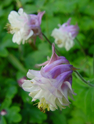 aquilegia_ruesch_weiss_rosa.jpg