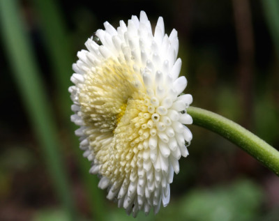 Bellis-wei-3.jpg