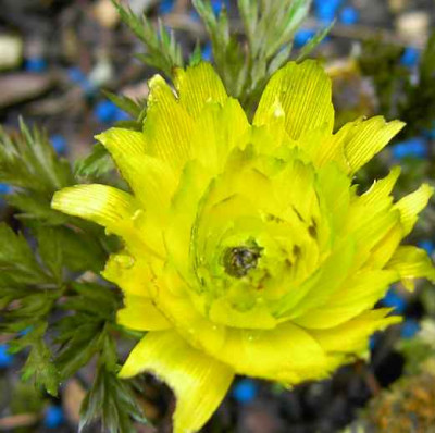 17.4.06._Adonis_amurensis_Pleniflora__012.JPG