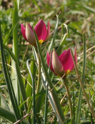 2006-04-15_tulipa_welche.JPG