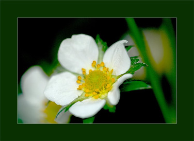 Fragaria_1_17-04-2006.jpg
