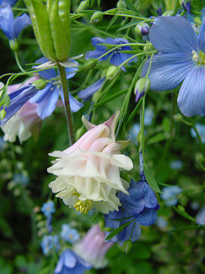 aquilegia_mini_weiss_rosa.jpg