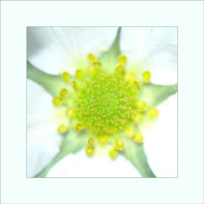 Fragaria_2_17-04-2006.jpg
