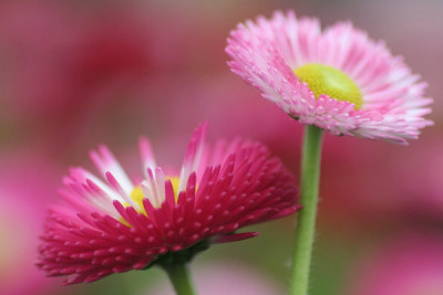 Bellis-April-05.jpg