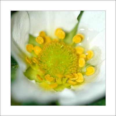 Fragaria_3_17-04-2006.jpg