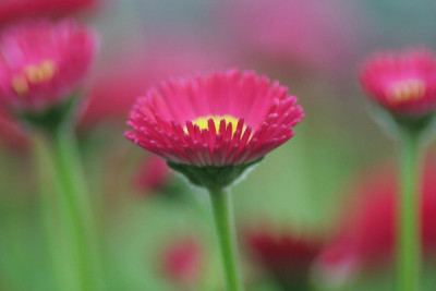 Bellis-April-06.jpg