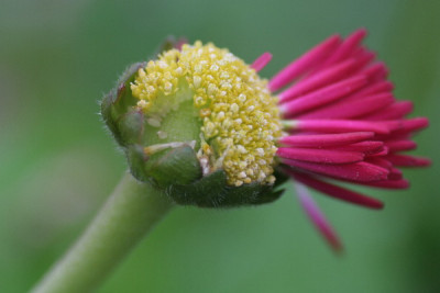 Bellis-April-07.jpg