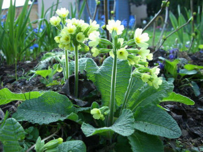 primula-elator-060417_Groenveranderung_2.jpg
