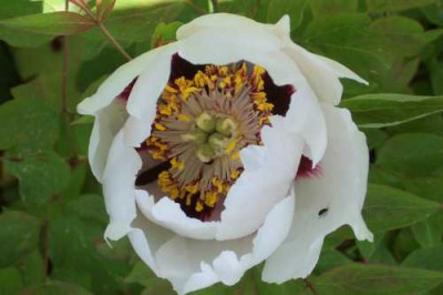 Paeonia_rockii.jpg