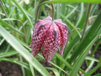 Frit_Nr_1.jpg