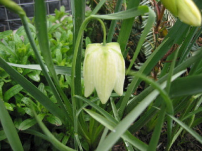 Frit_Nr_2.jpg