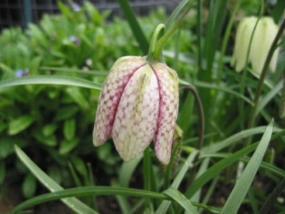 Frit_06.jpg