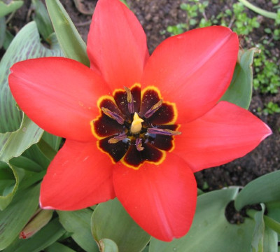 TULP_VI.jpg