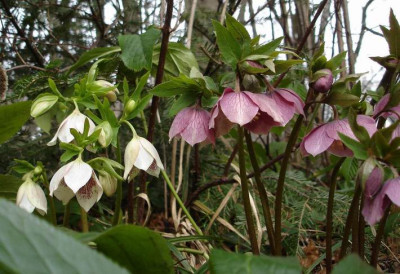 HelleborusOr.jpg