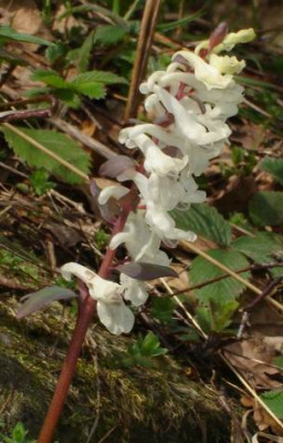 CorydalisC.jpg