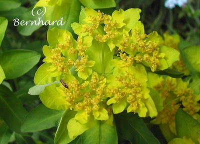 euphorbia_polychroma.jpg