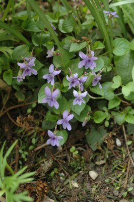 2006H043_Small.JPG