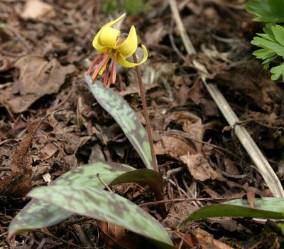 IMG_1211_eErythronium_americanum.JPG