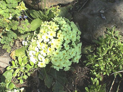Primula_vulgaris_dick_und_fett.jpg