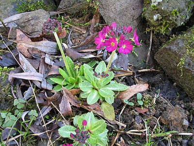 Primula_denticulata_fars.jpg