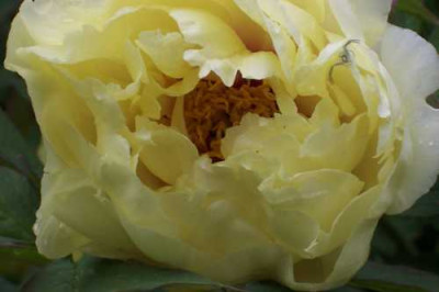 Paeonia_namenlos.jpg
