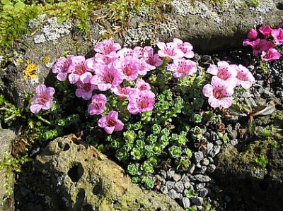 Saxifraga_oppositifolia_Hybride.jpg