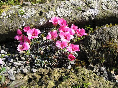 Saxifraga_unbekannt.jpg