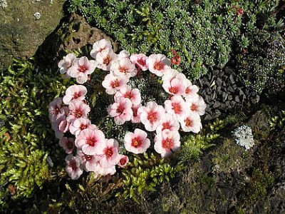 Saxifraga_Prachtkerl.jpg