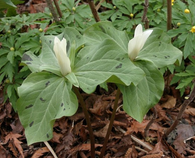 IMG_1203_eTrillium_albidum.JPG