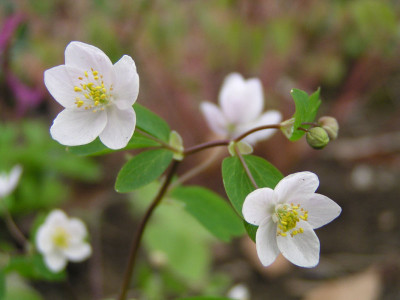 isopyrum_thalictroides_kati.jpg