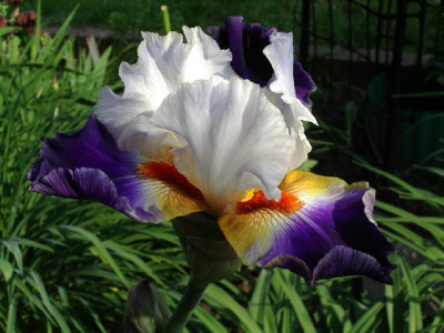 Imgp2604.jpg