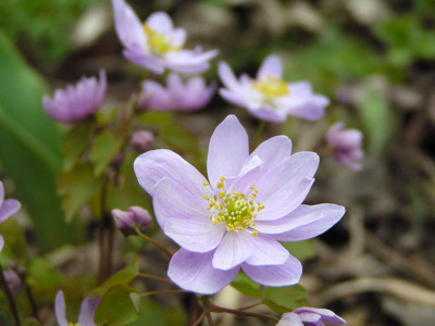 anemonella_thalictroides_kati.jpg