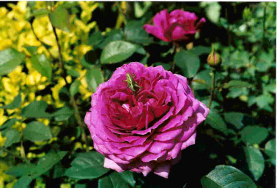 Wise_Portia-Rose.jpg